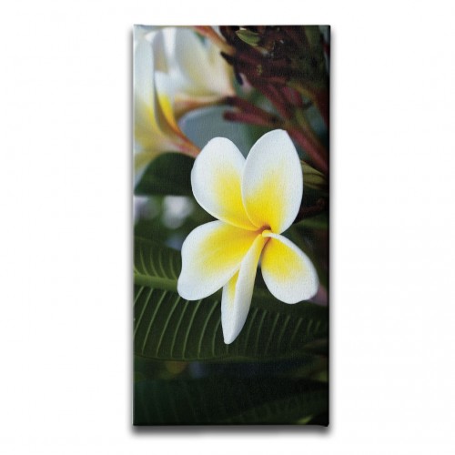 Plumeria Kanvas Tablo